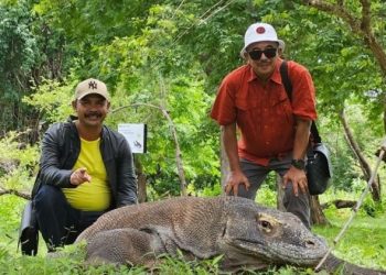 Legenda Orah dan Komodo