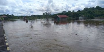 Lahan Pertanian Padi dan Lombok Warga Jengan Danum  Kubar Ludes di Telan Banjir