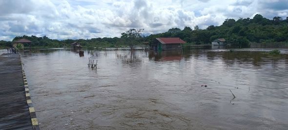 Lahan Pertanian Padi dan Lombok Warga Jengan Danum Kubar Ludes di Telan Banjir