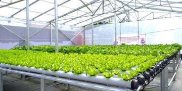 PT Pertamina EP Sangasanga Field Fasilitasi Pendirian Green House Hidroponik