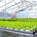 PT Pertamina EP Sangasanga Field Fasilitasi Pendirian Green House Hidroponik