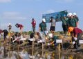 PT BIM dan PPS Tanam Mangrove di Pesisir Desa Lori